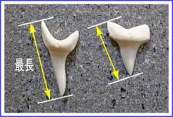 アオザメの歯のサイズ