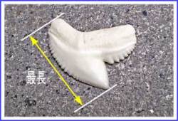 イタチザメ(タイガーシャーク)の歯のサイズ
