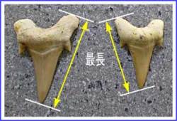 サメ歯化石の歯のサイズ