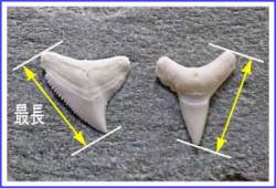 メジロザメの歯のサイズ