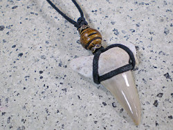 幸運のお守り★サメ歯化石チョーカー（ネックレス）