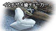イタチザメ（タイガーシャーク）歯チョーカー